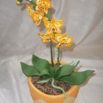 Orchidej oranžová